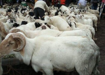 À l’approche du Tabaski : le prix du mouton “grimpé”